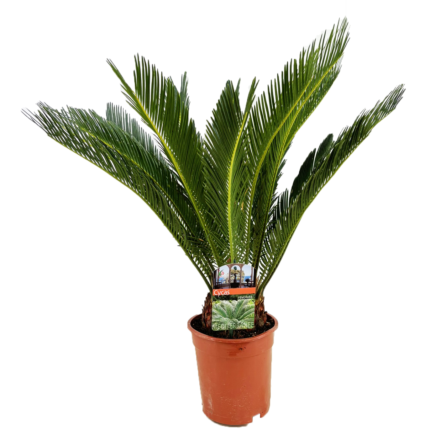 Picture of Cycas revoluta P19 90cm