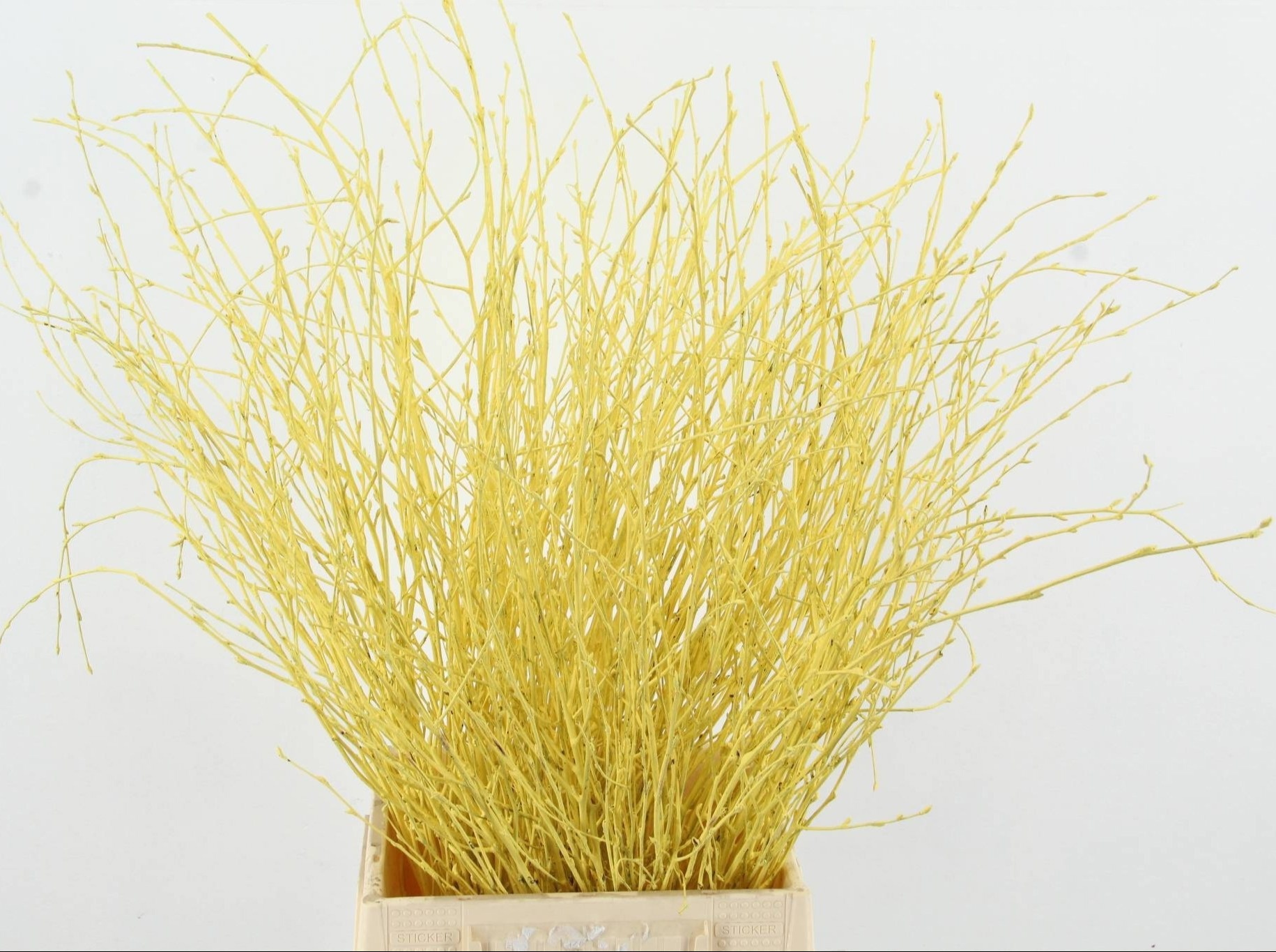 Betula Bs Kleurbeh