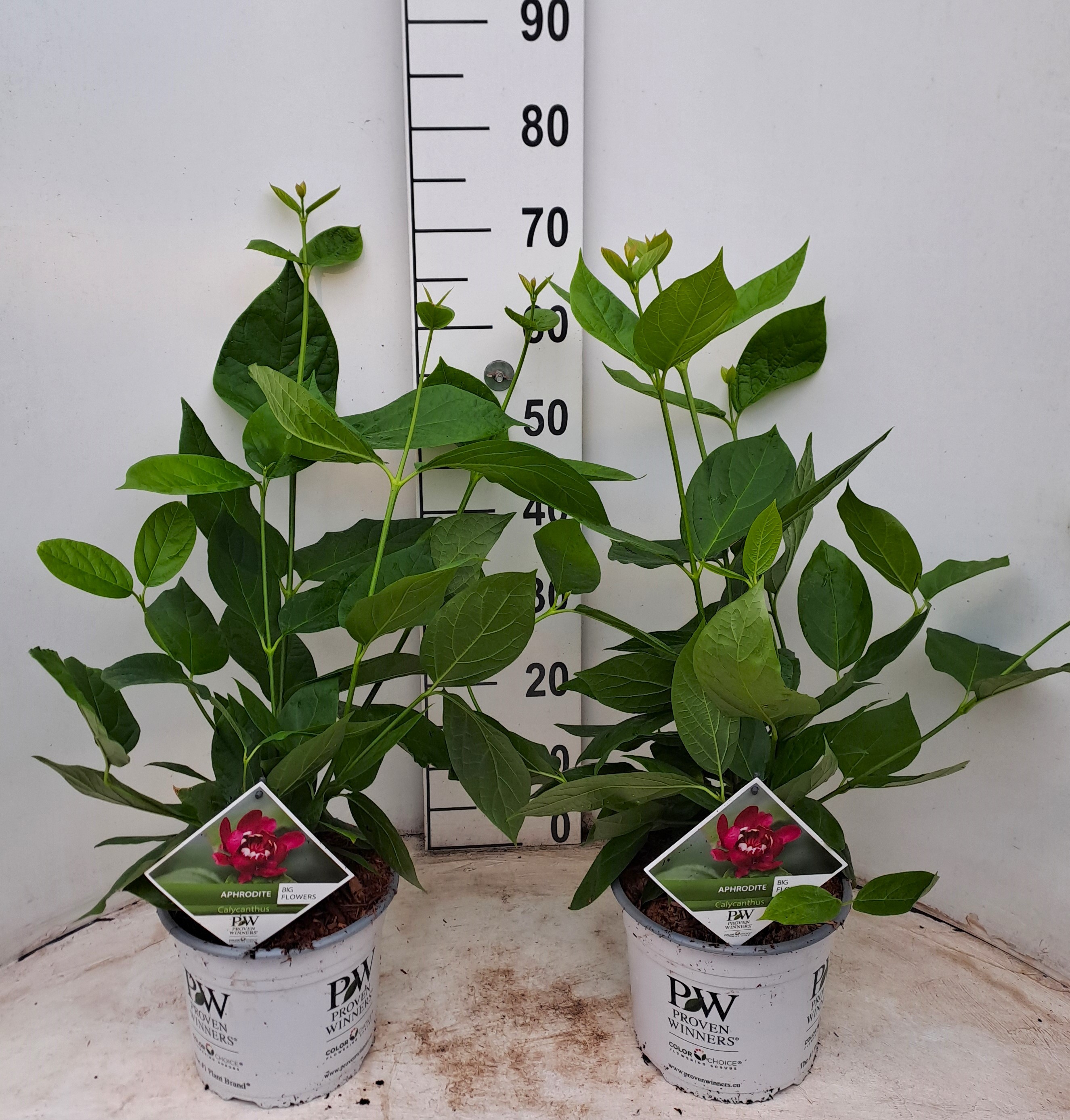 Picture of Calycanthus Aphrodite P21 (4 Ltr) (LOOSE)