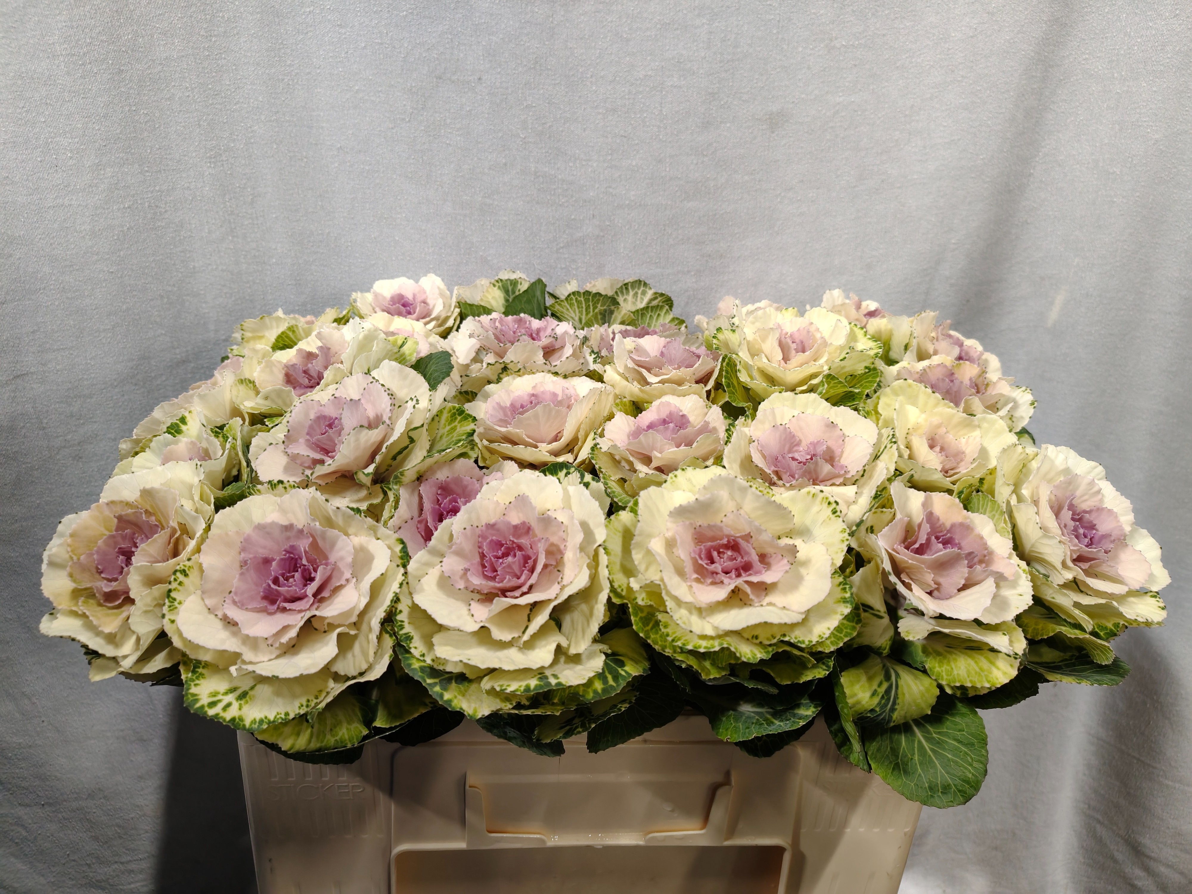 Brass Round White 50cm