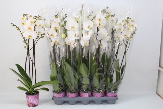 Phalaenopsis White 2 Stem 12Ø 75cm