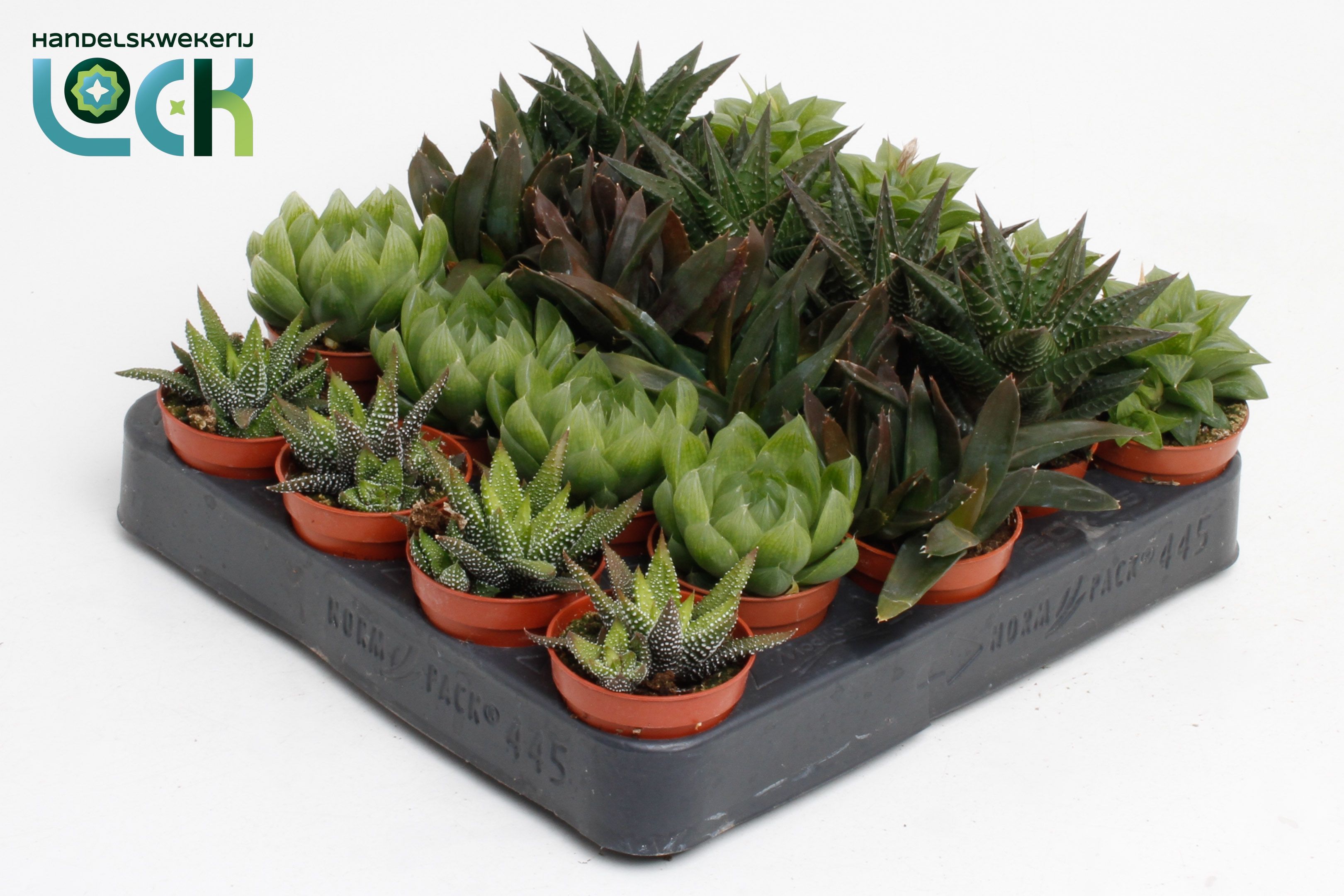 Haworthia Gem