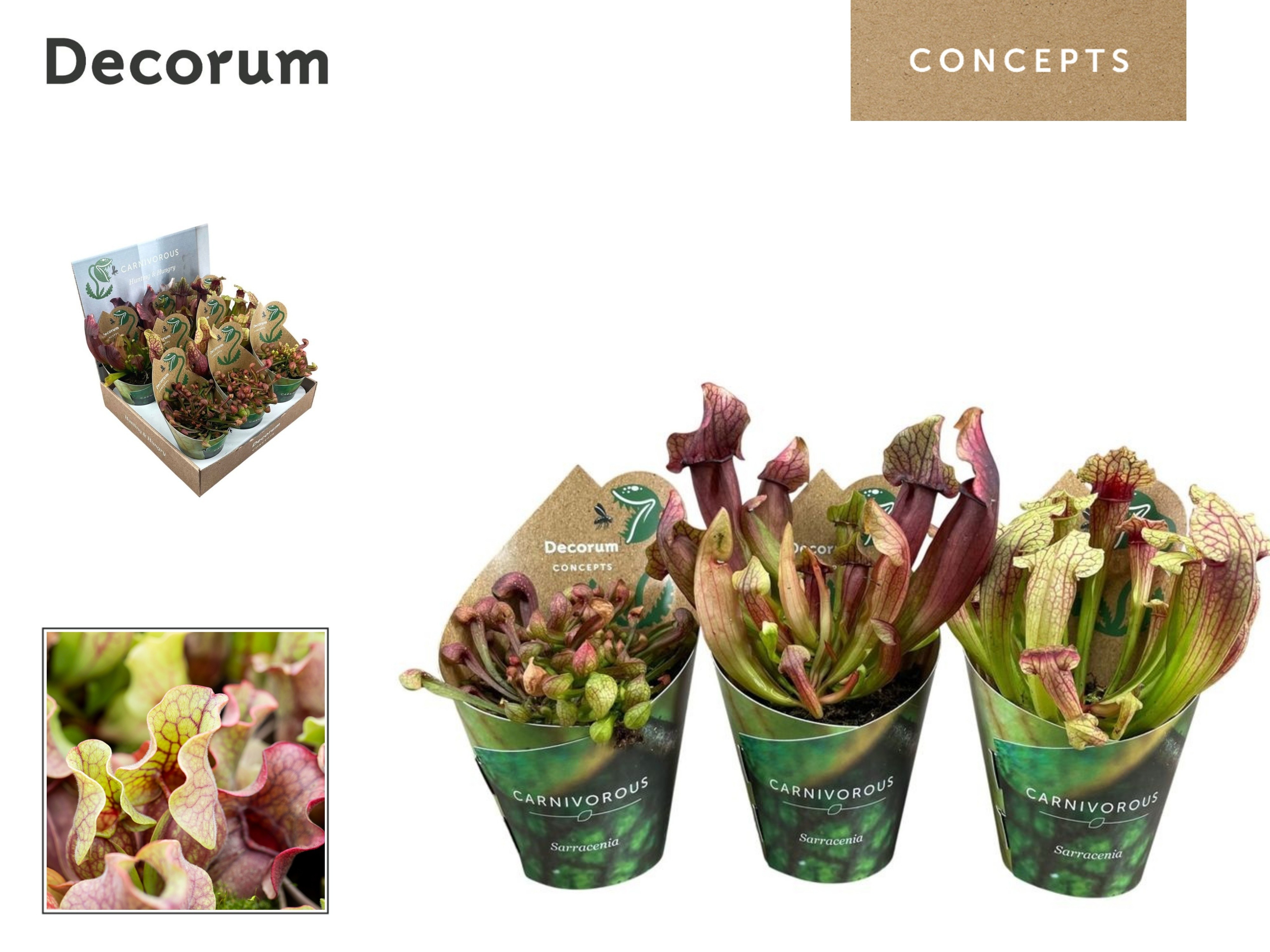Vleesetende Planten 508P 20H