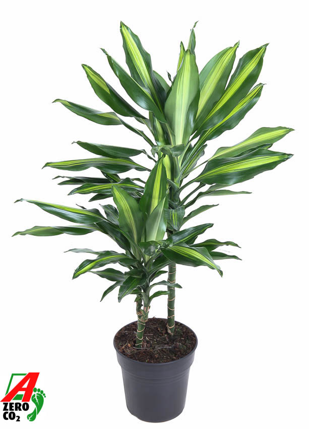 Picture of Dracaena Cintho 30-10 P19 80CM