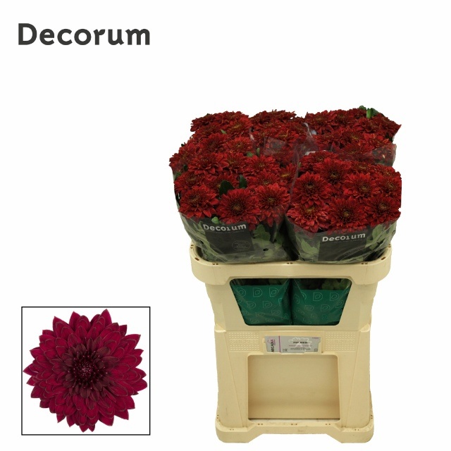 Chrys Single Pip Red 70cm 90gram