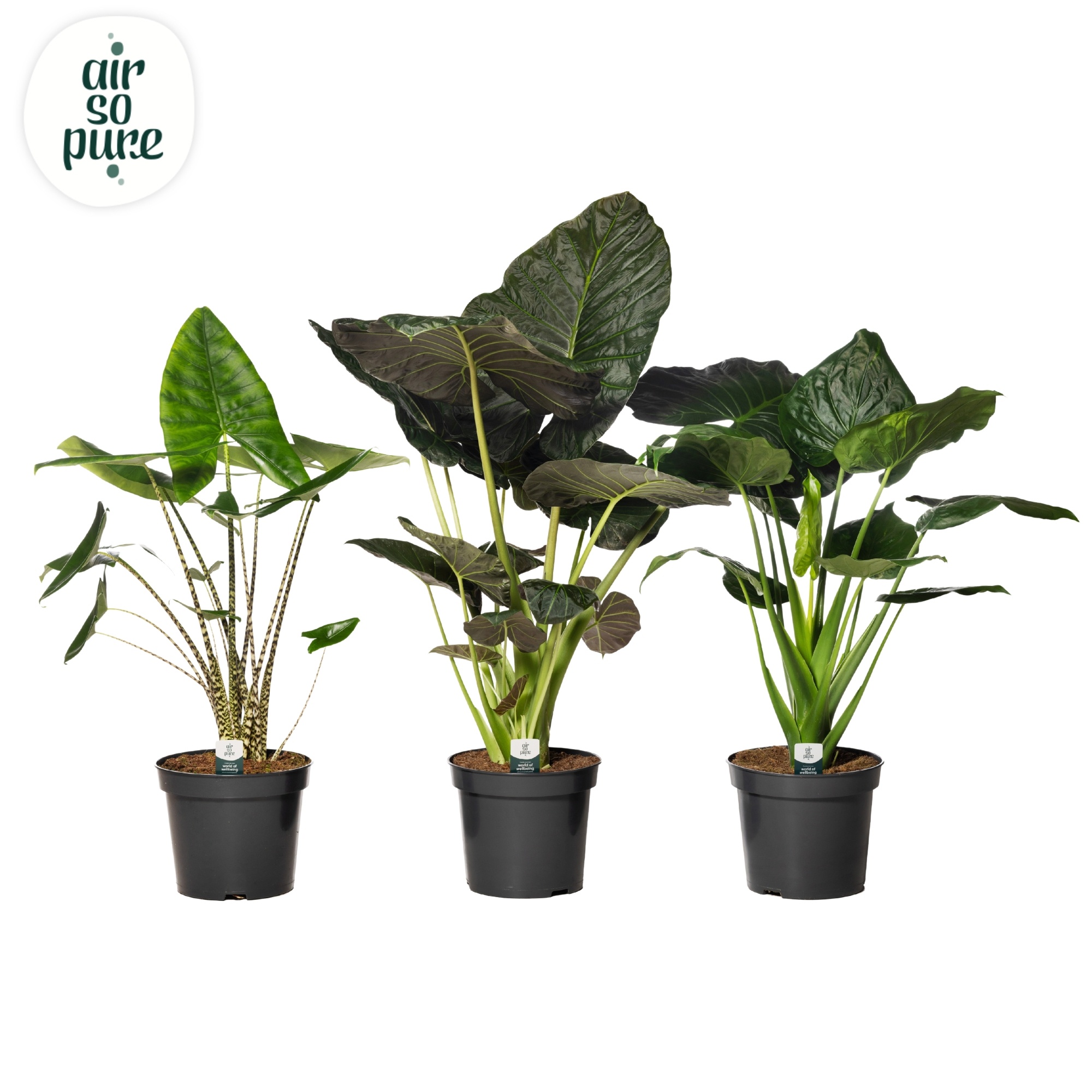 Alocasia Gemengd (Air so Pure)