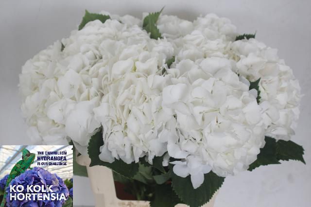 Hydrangea White Verena 60cm 20Ø