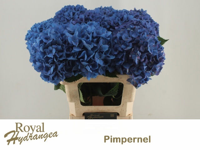Hydr M Pimpernel