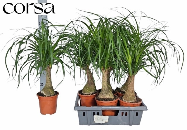 Beaucarnea Recur 17P 80H 3kop