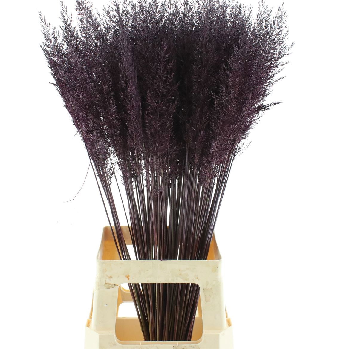 Ornamental Grass Painted (PANICUM)
