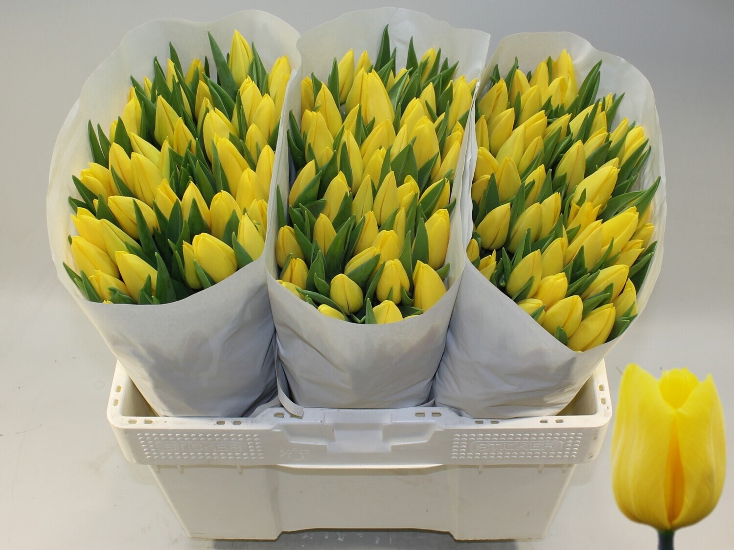 Tulipa Strong Gold 42cm 30gram
