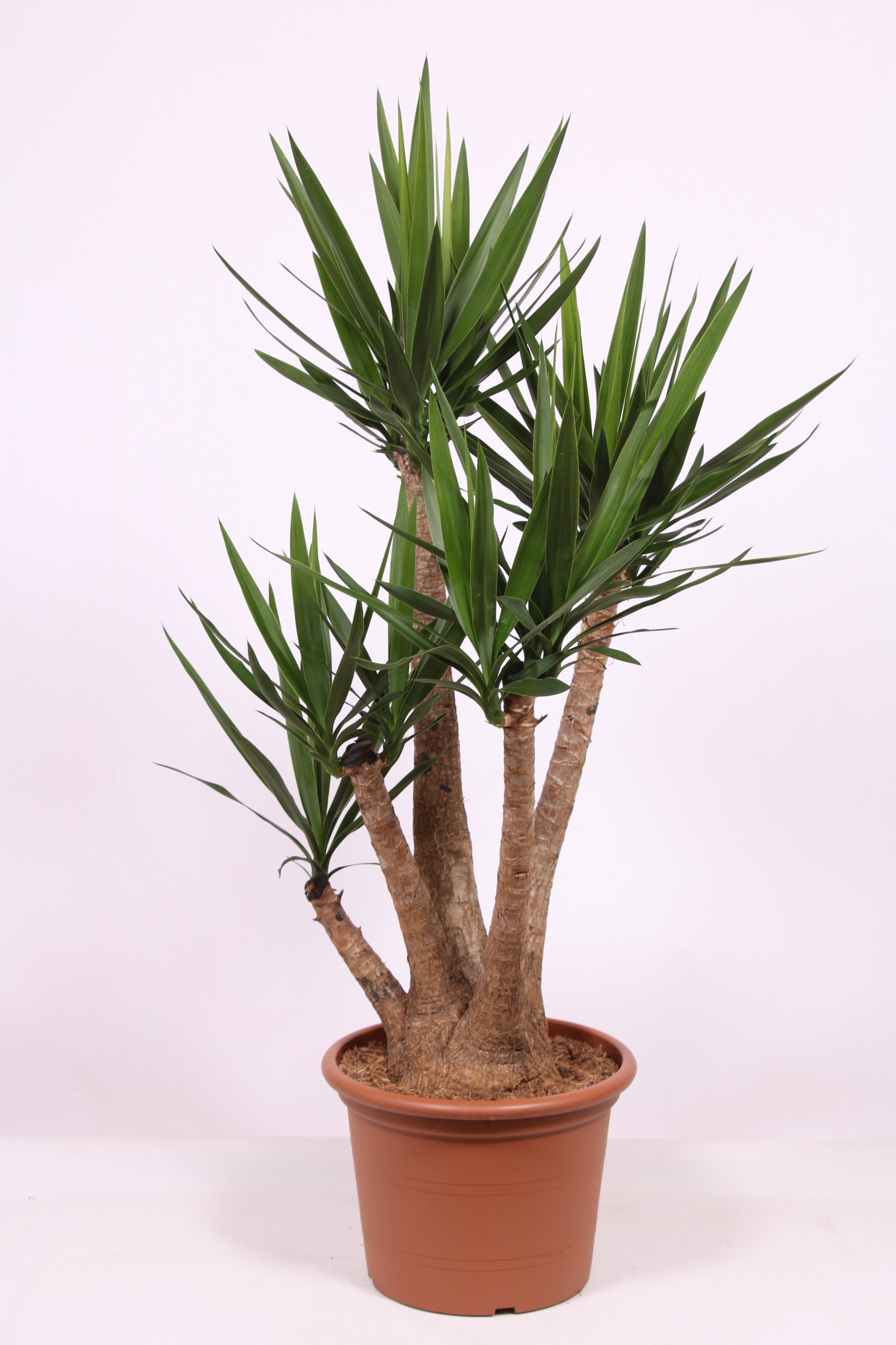 Yucca elephantipes 3+ armen