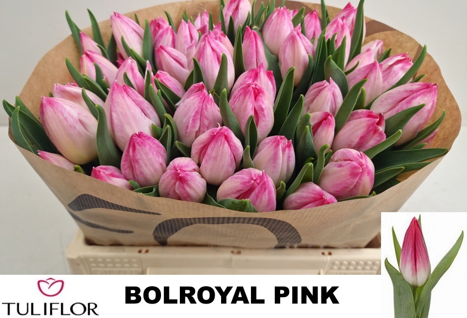 Tu En Bolroyal Pink