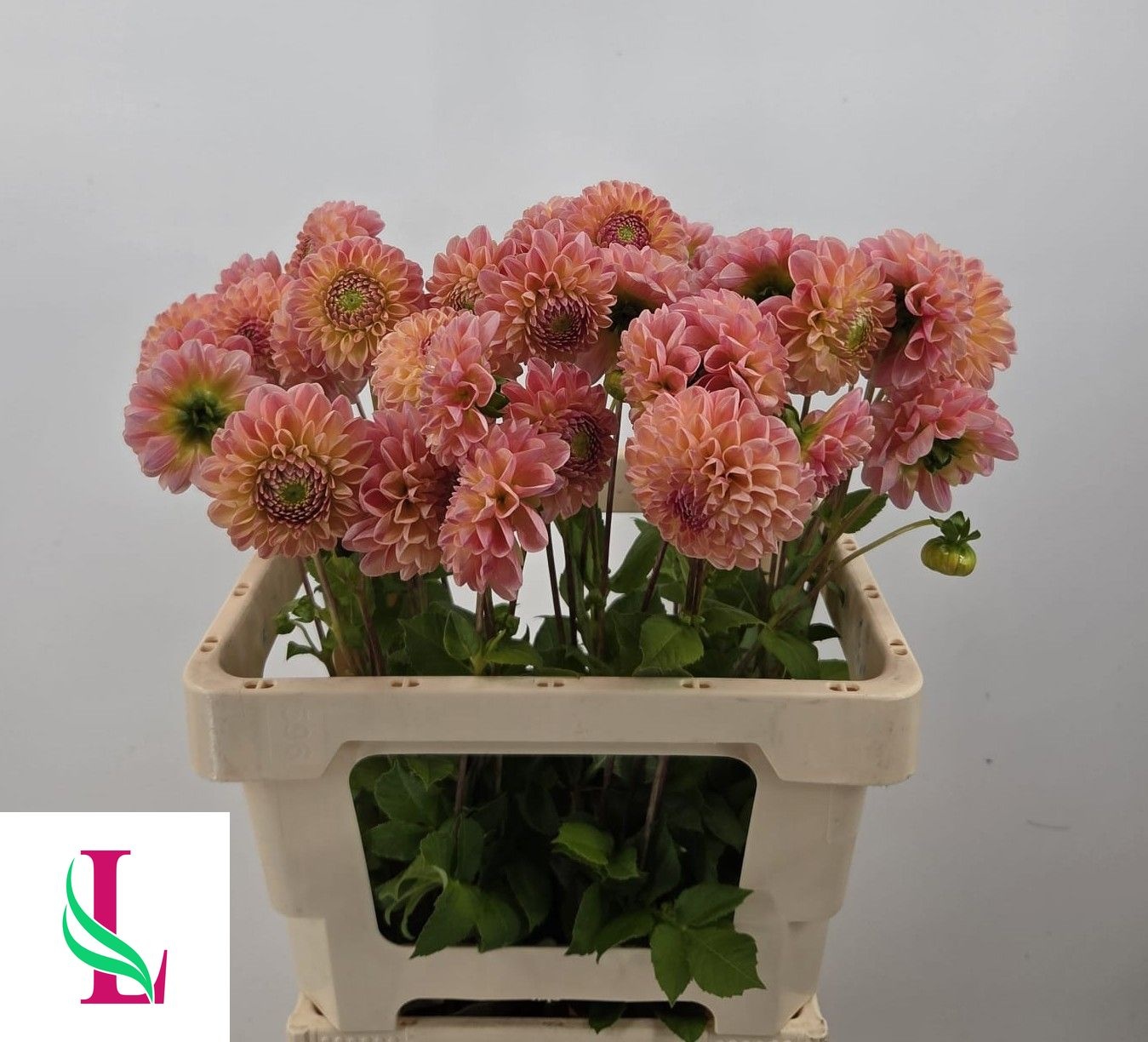 Dahlia Late 50cm