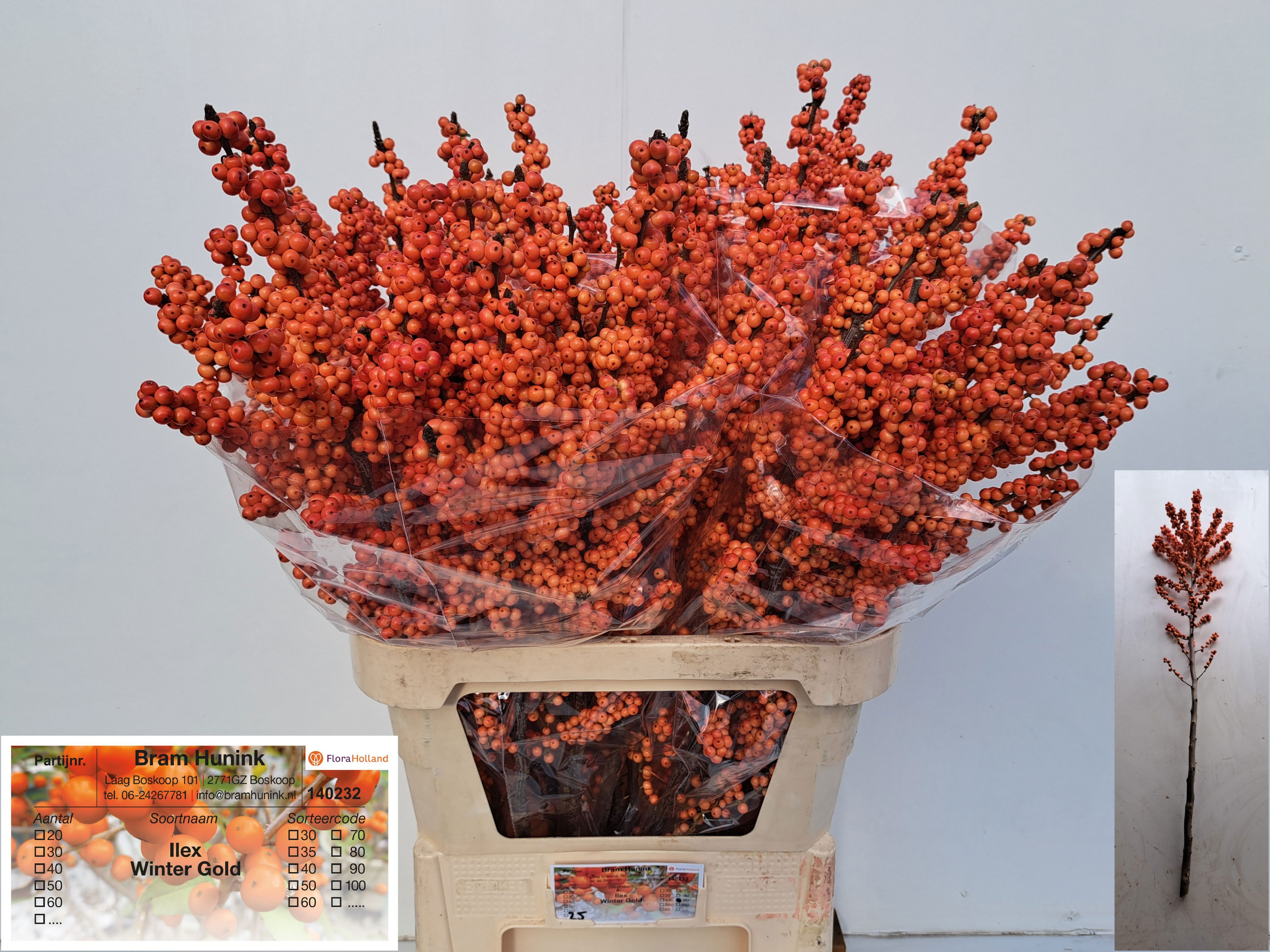 Ilex Winter Gold 100cm