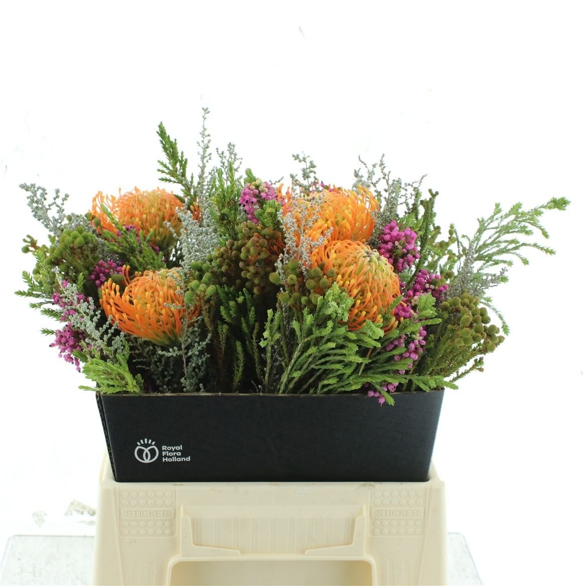 Protea Bouquet Per Bunch 50cm