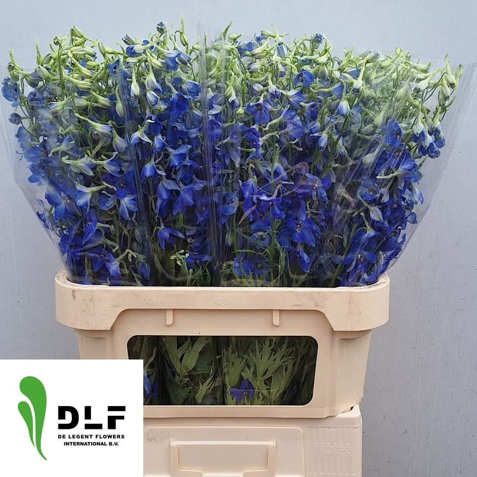Delphinium Volkenrfrieden 80cm