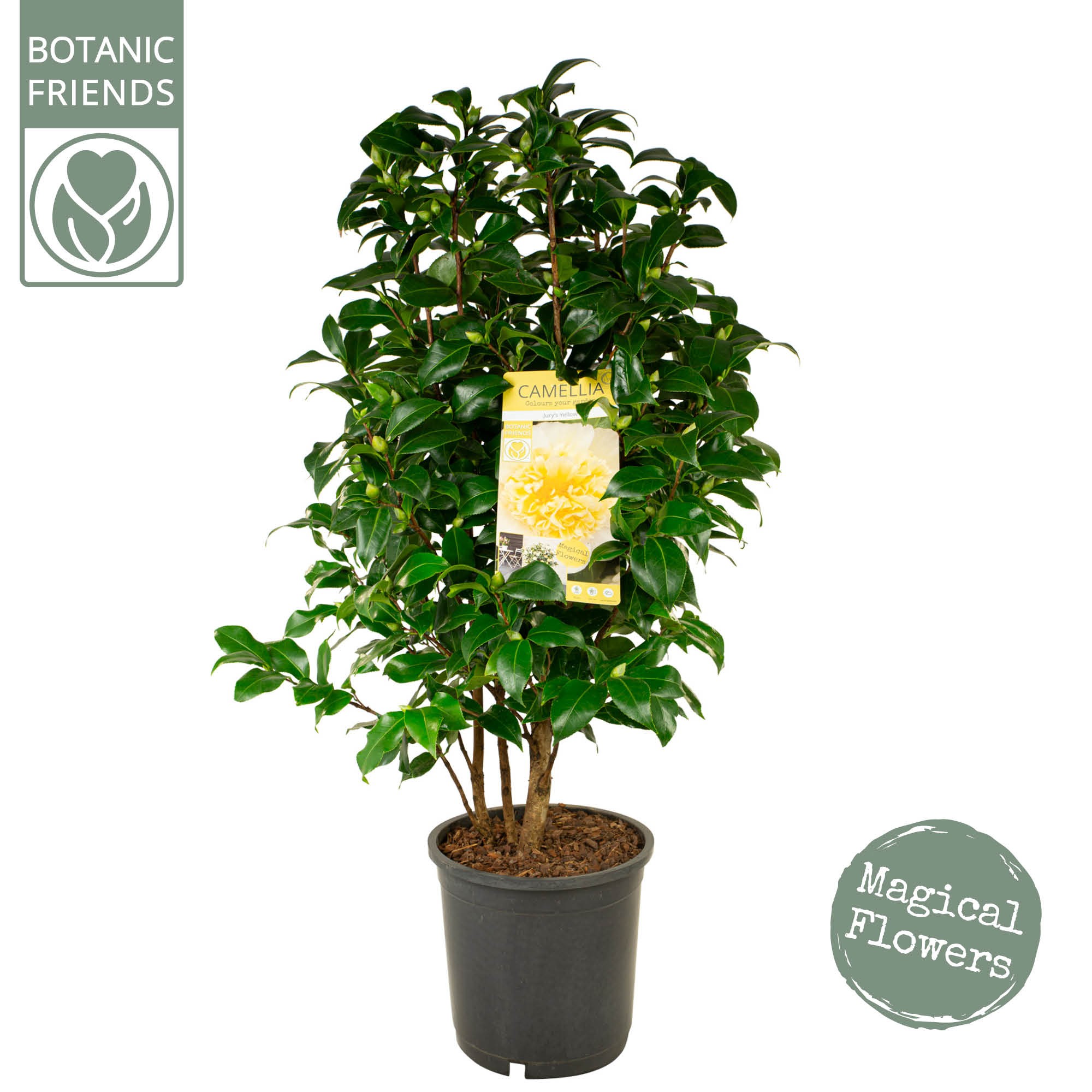 Picture of Camellia wil. Jury's Yellow P24 (6 Ltr) (LOOSE)