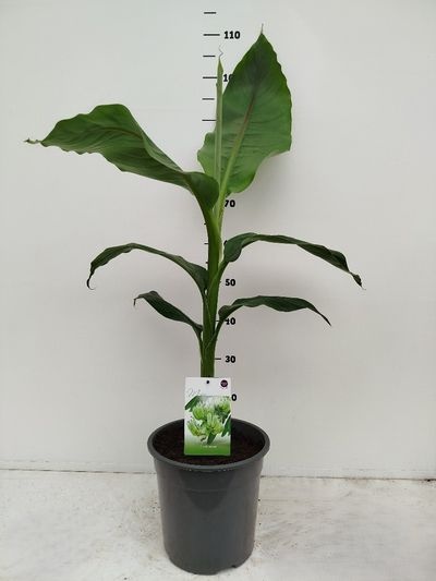 Musa basjoo