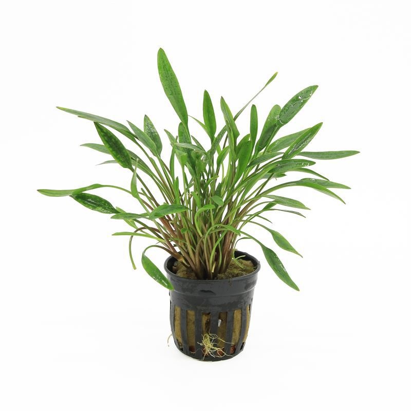 Cryptocoryne lucens