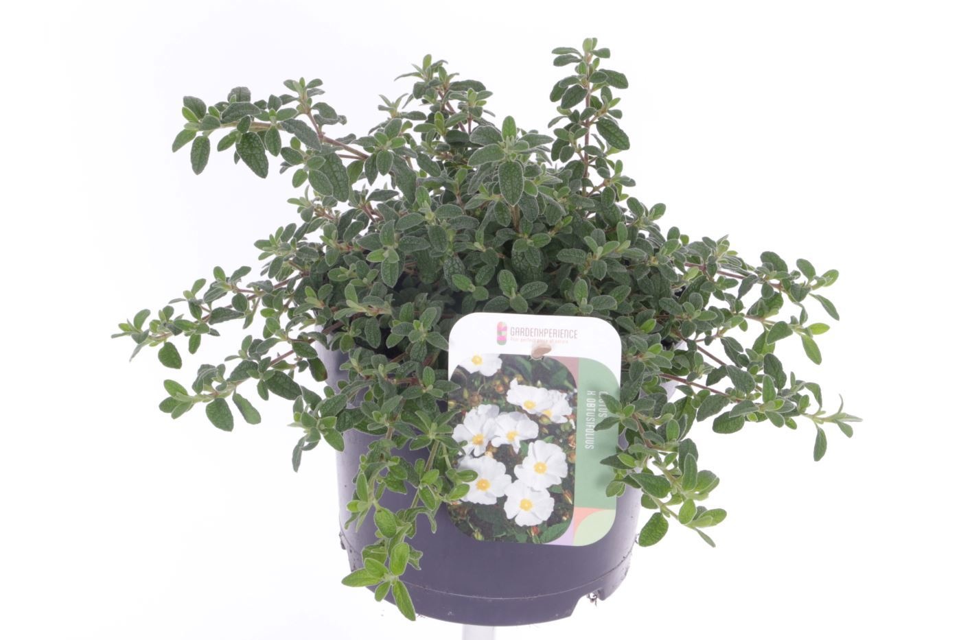 Cistus obtusifolius