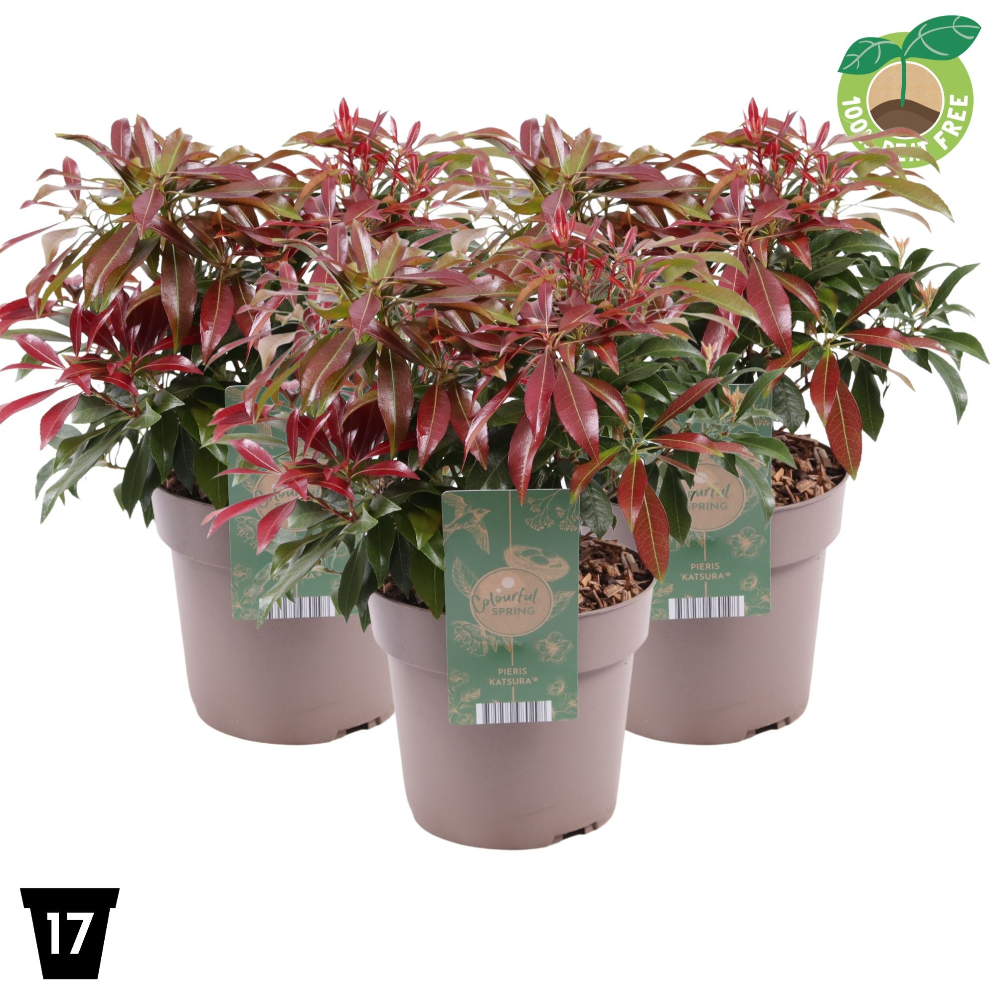 Pieris japonica 'Katsura'