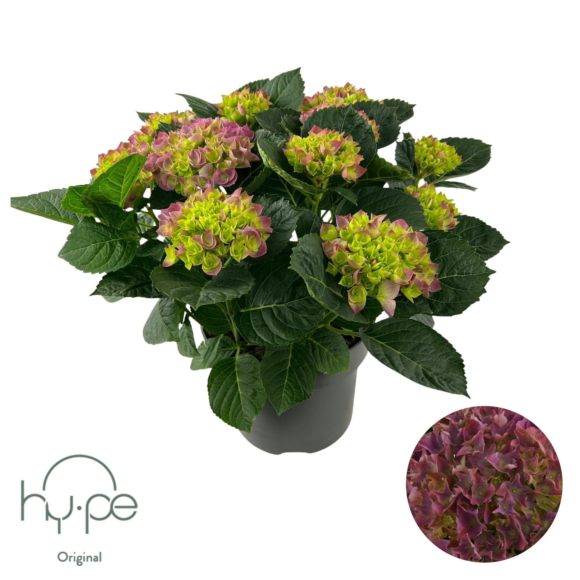 Hydrangea Mophead Purple 7+ | Hy-pe Original