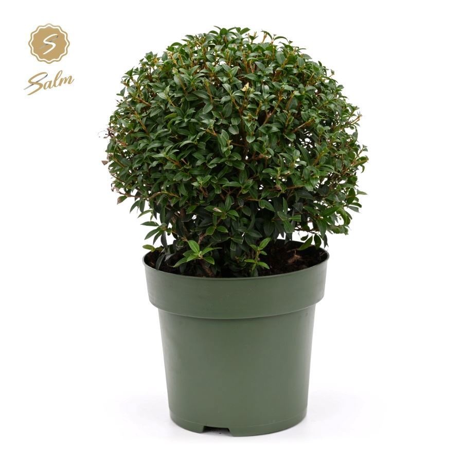 Osmanthus burkwoodii bol