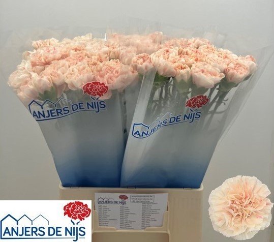 Dianthus St Apple Tea 50cm
