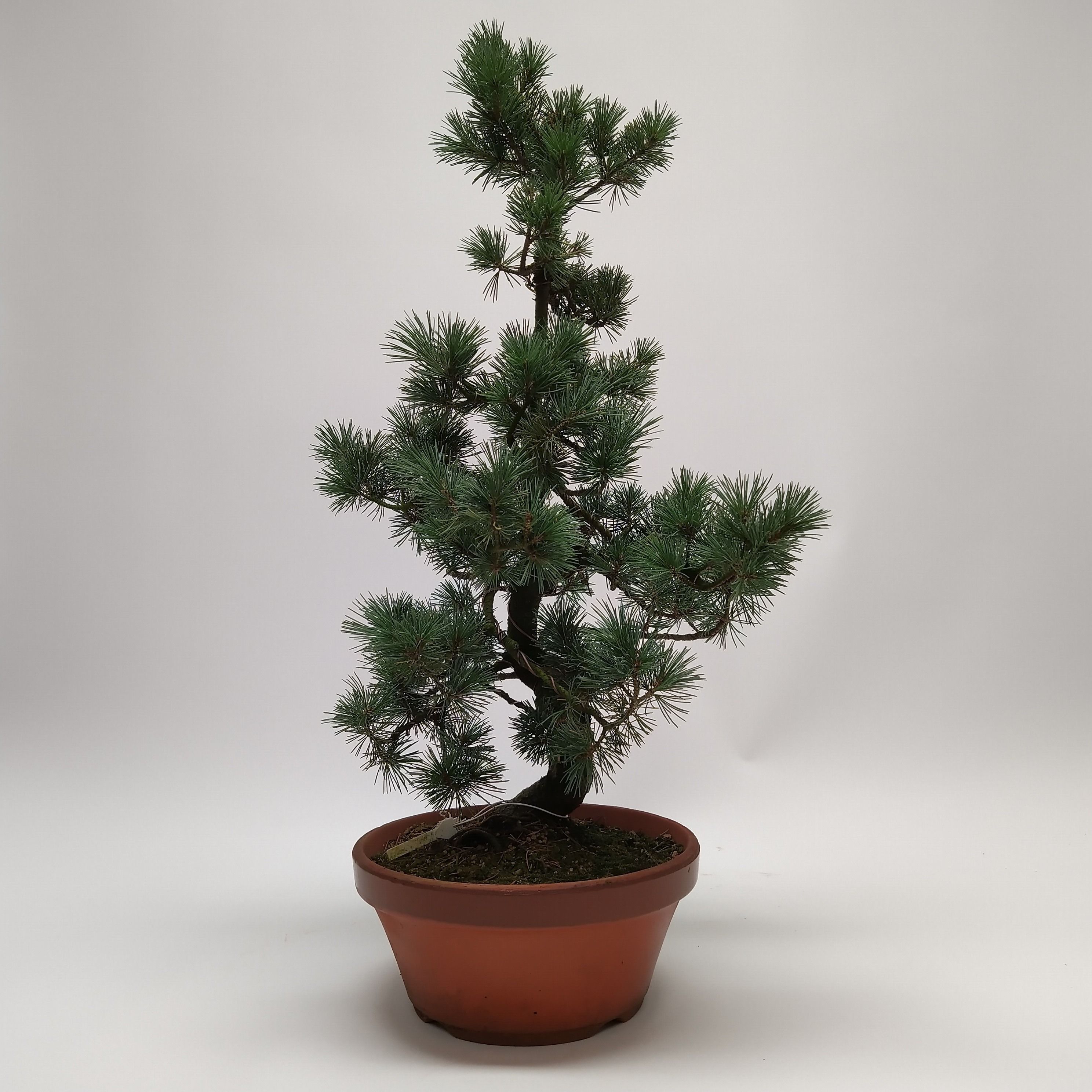 Bonsai Pinus Parviflora | Gardenline