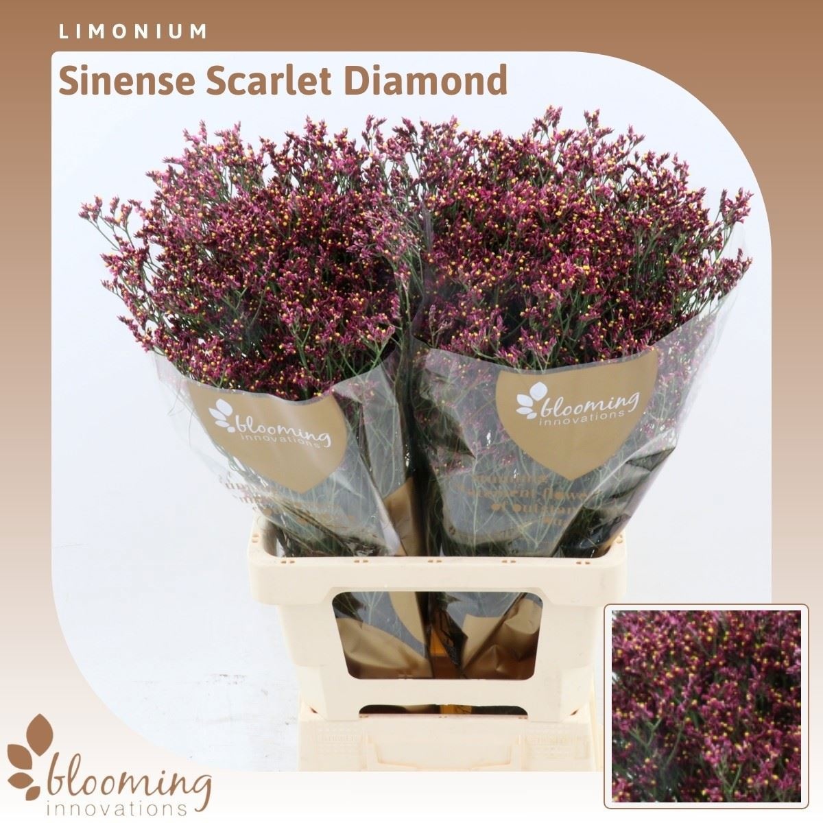 Limonium Scar Diamond 70cm 25gram