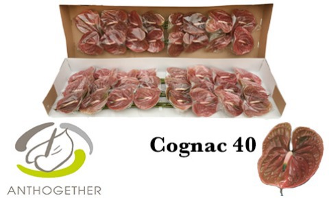 Anth A Cognac