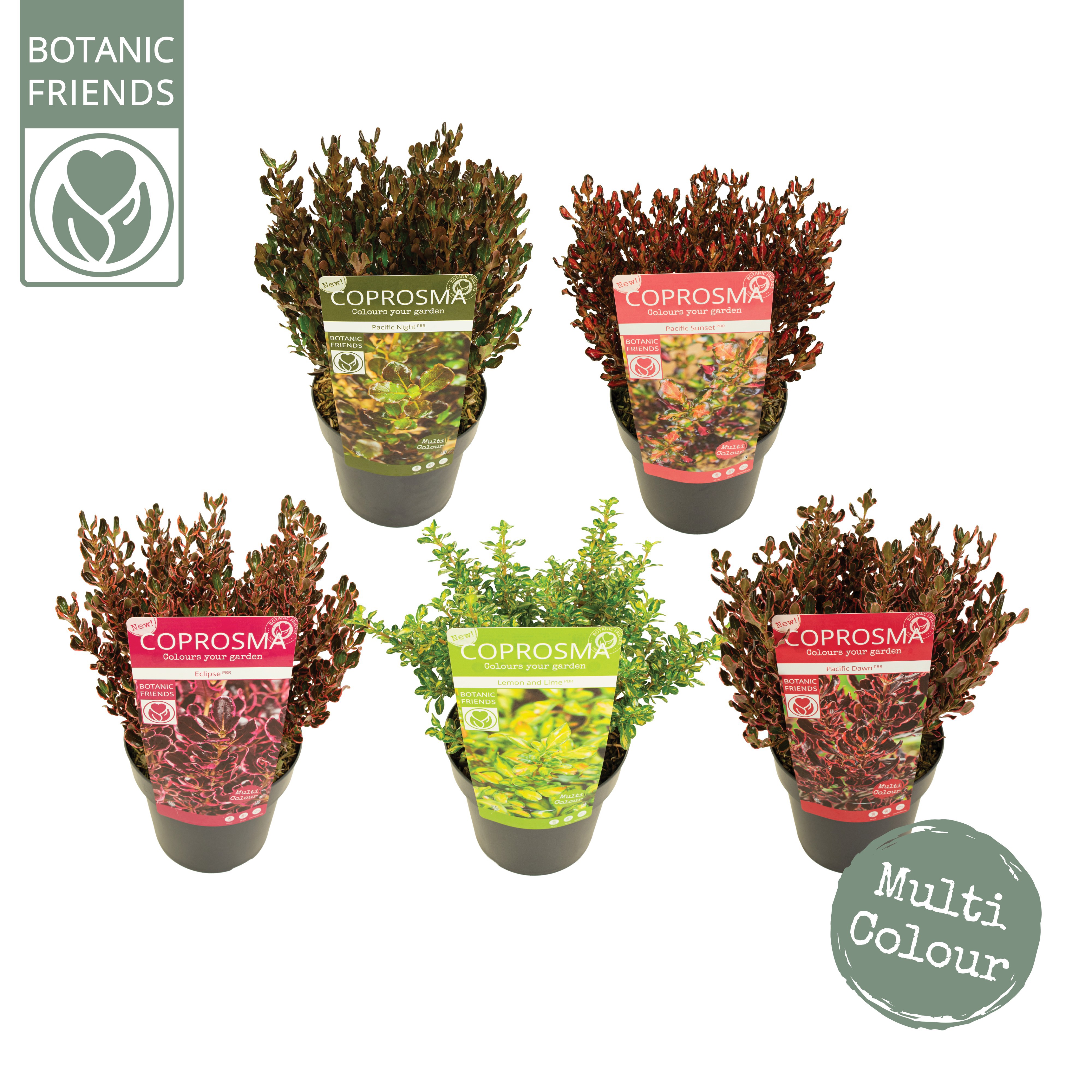 Coprosma rep. 'MIX'