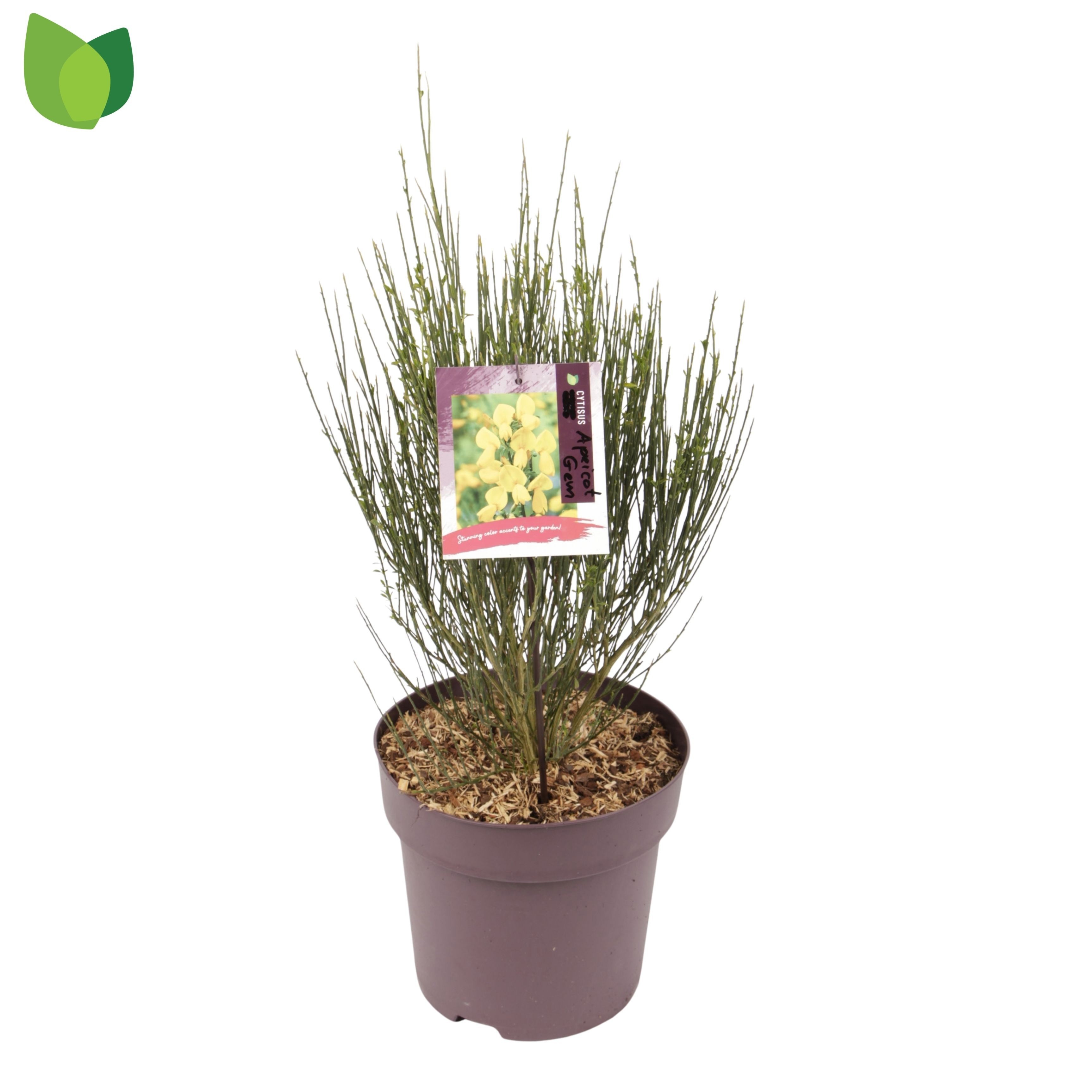 Cytisus 'Apricot Gem'