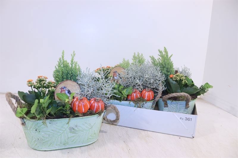Arr Tuinplanten 25P 24cm