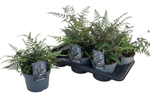 Athyrium niponicum Metallicum p17 Florizon