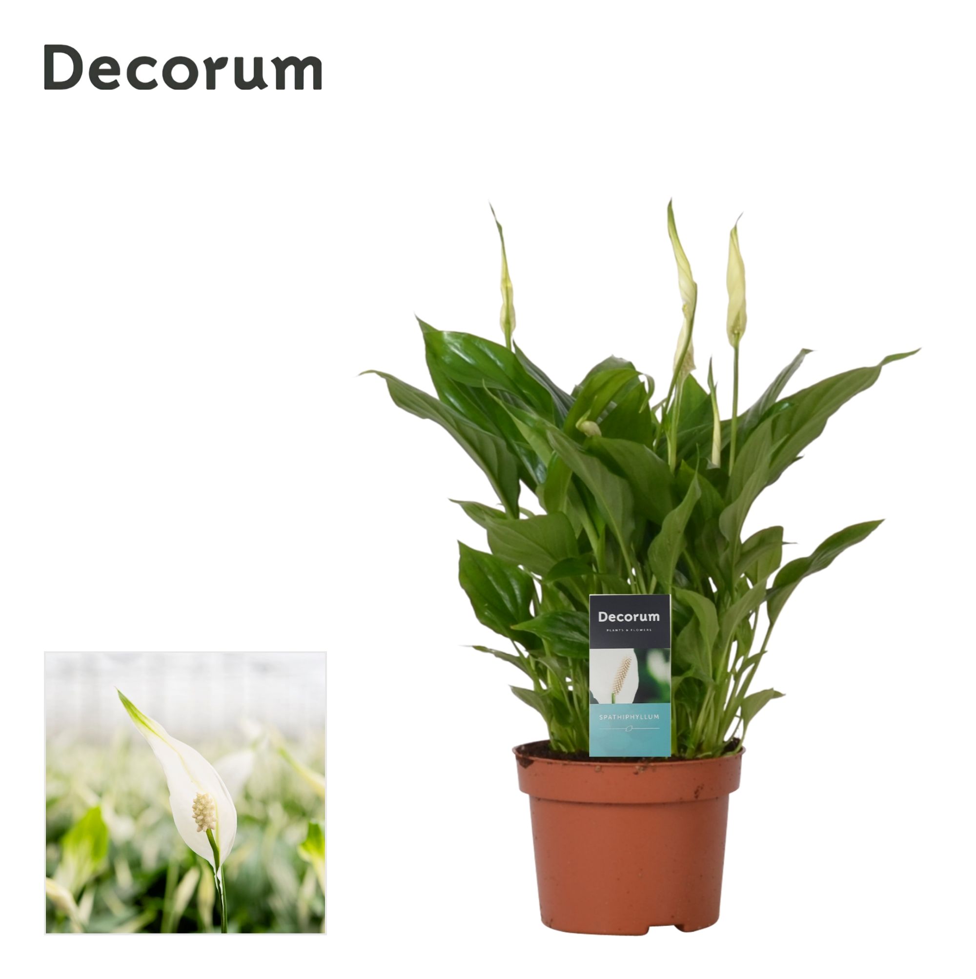 Picture of Spathiphyllum Rondo Decorum P10.5 30CM