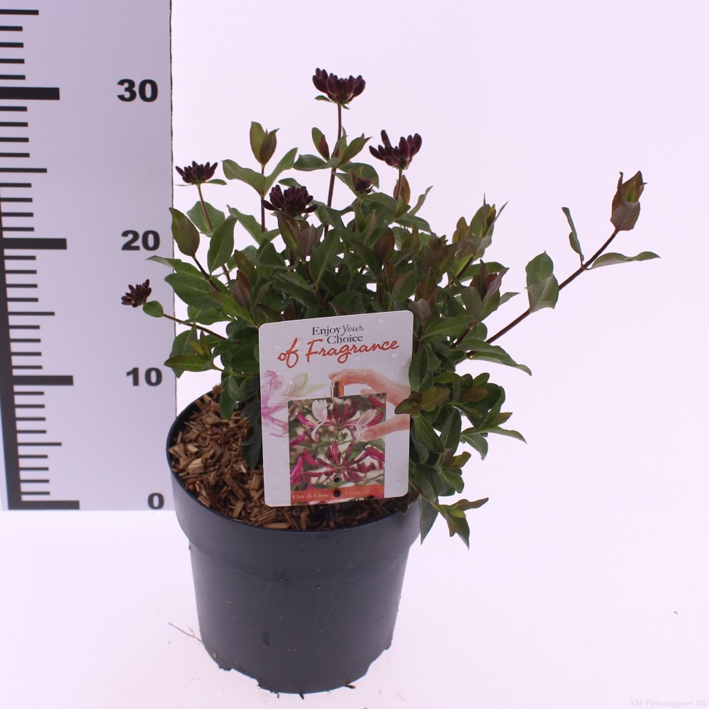 Picture of Lonicera periclymenum ‘Chic and Choc’