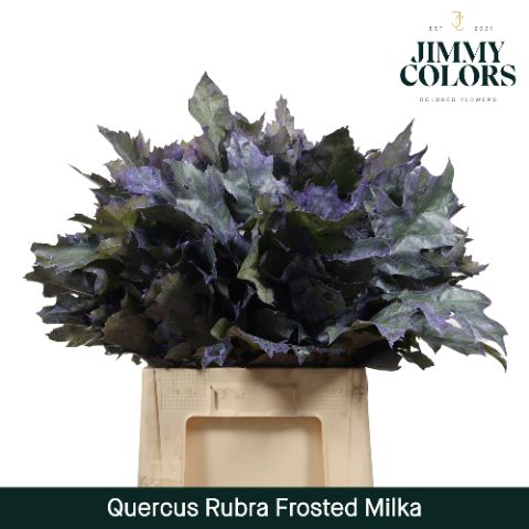 Quercus Rubra L60 Frosted Milka