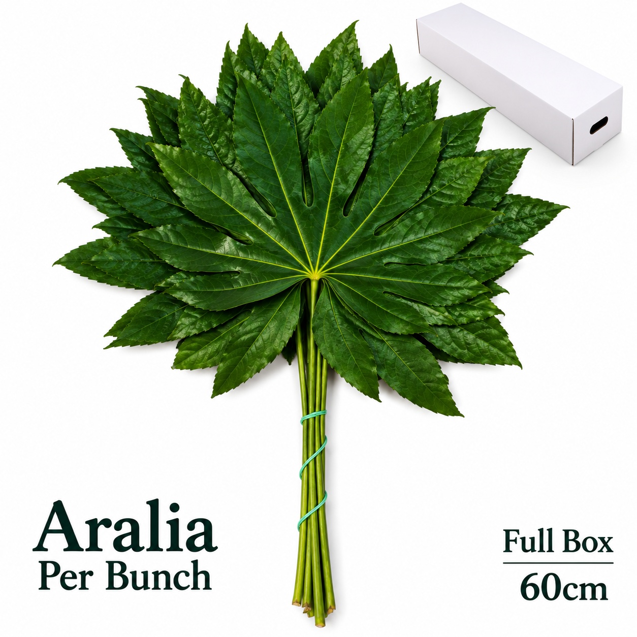 Fatsia Japonica Bs