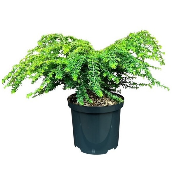 Tsuga canadensis 'Green Globe'
