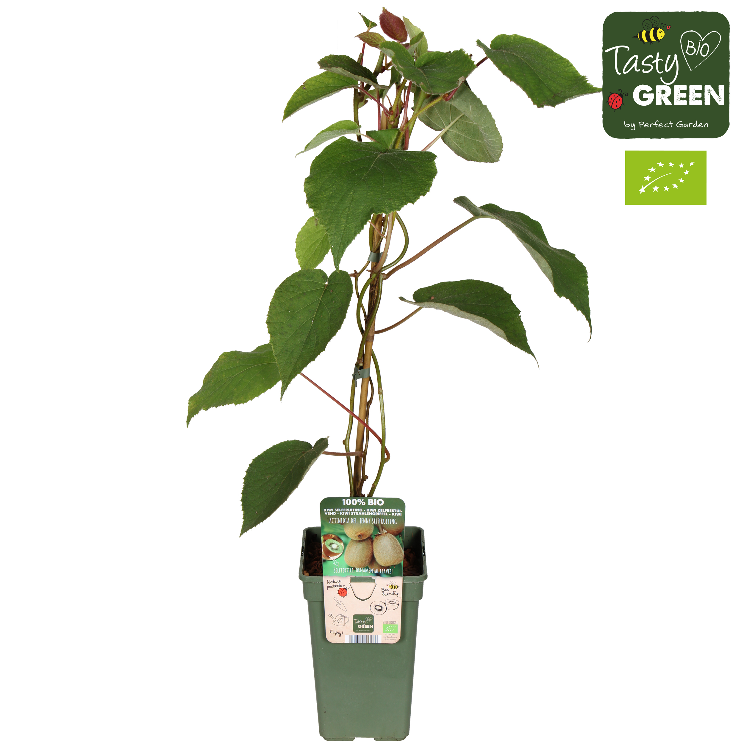 Picture of Actinidia deliciosa Jenny P19 (3 Ltr) organic