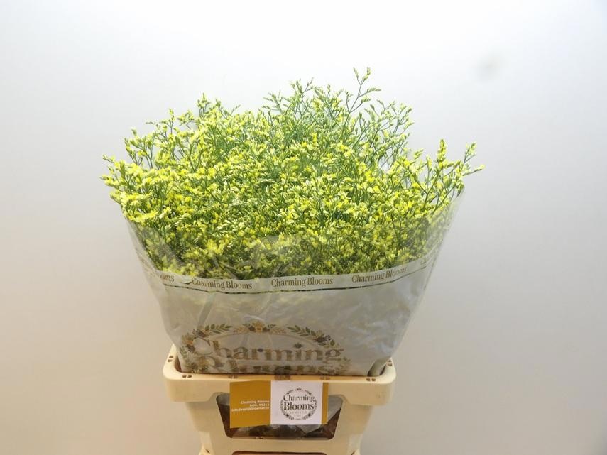 Limonium Sin China Summer 70cm 36gram