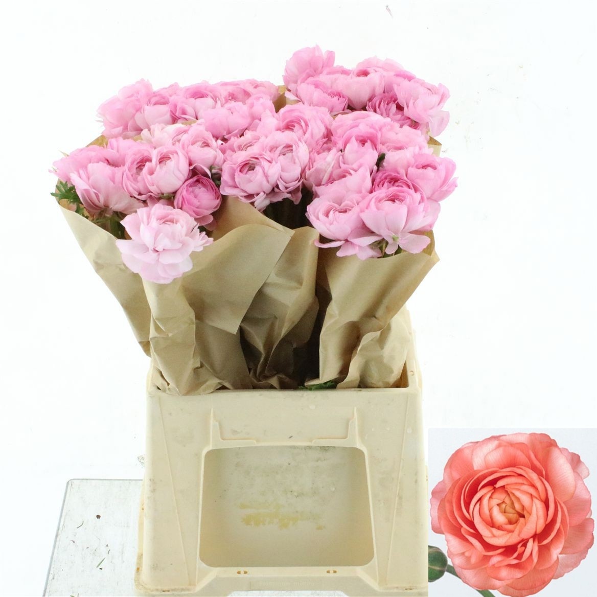 Ranunculus 45cm