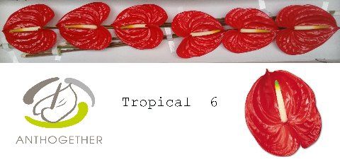 Anth A Tropical