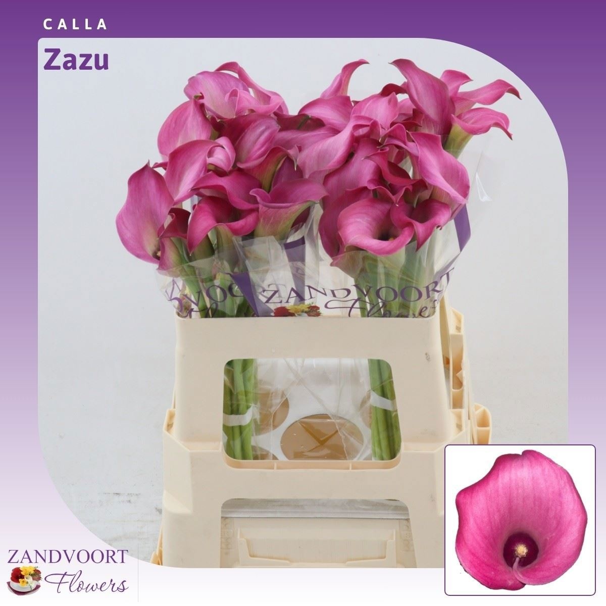 Calla Zazu 55cm