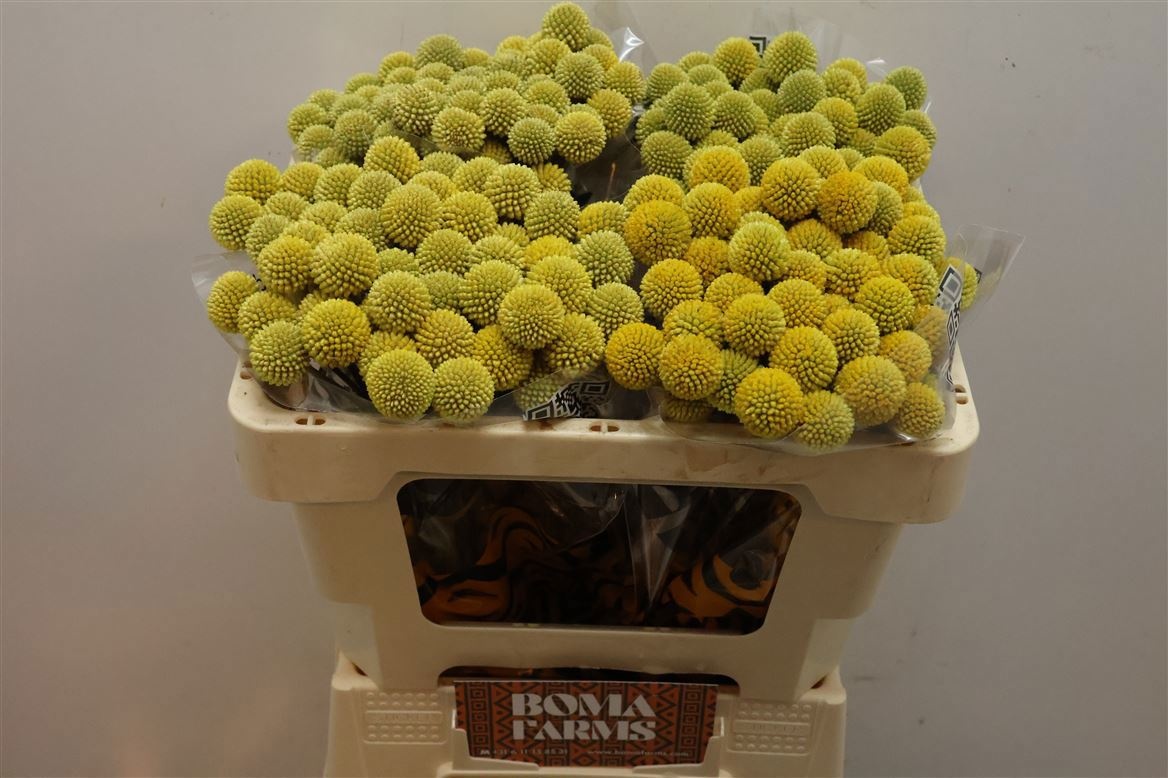 Craspedia Globosa 50cm