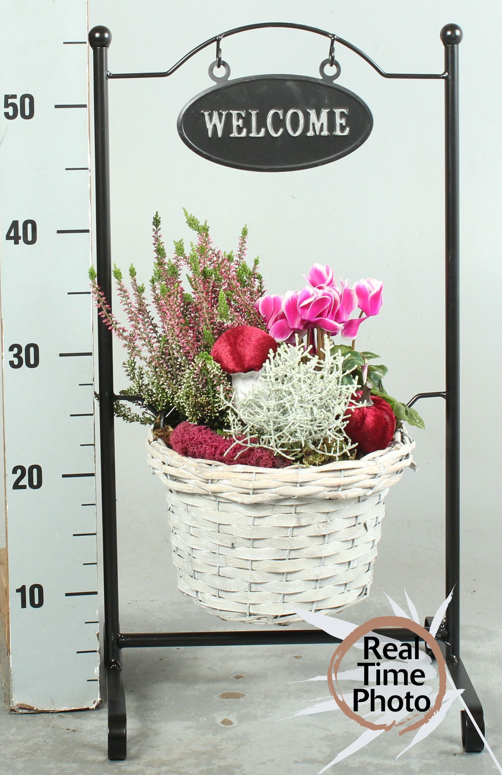 Arr Tuinplanten H% 30P 65cm