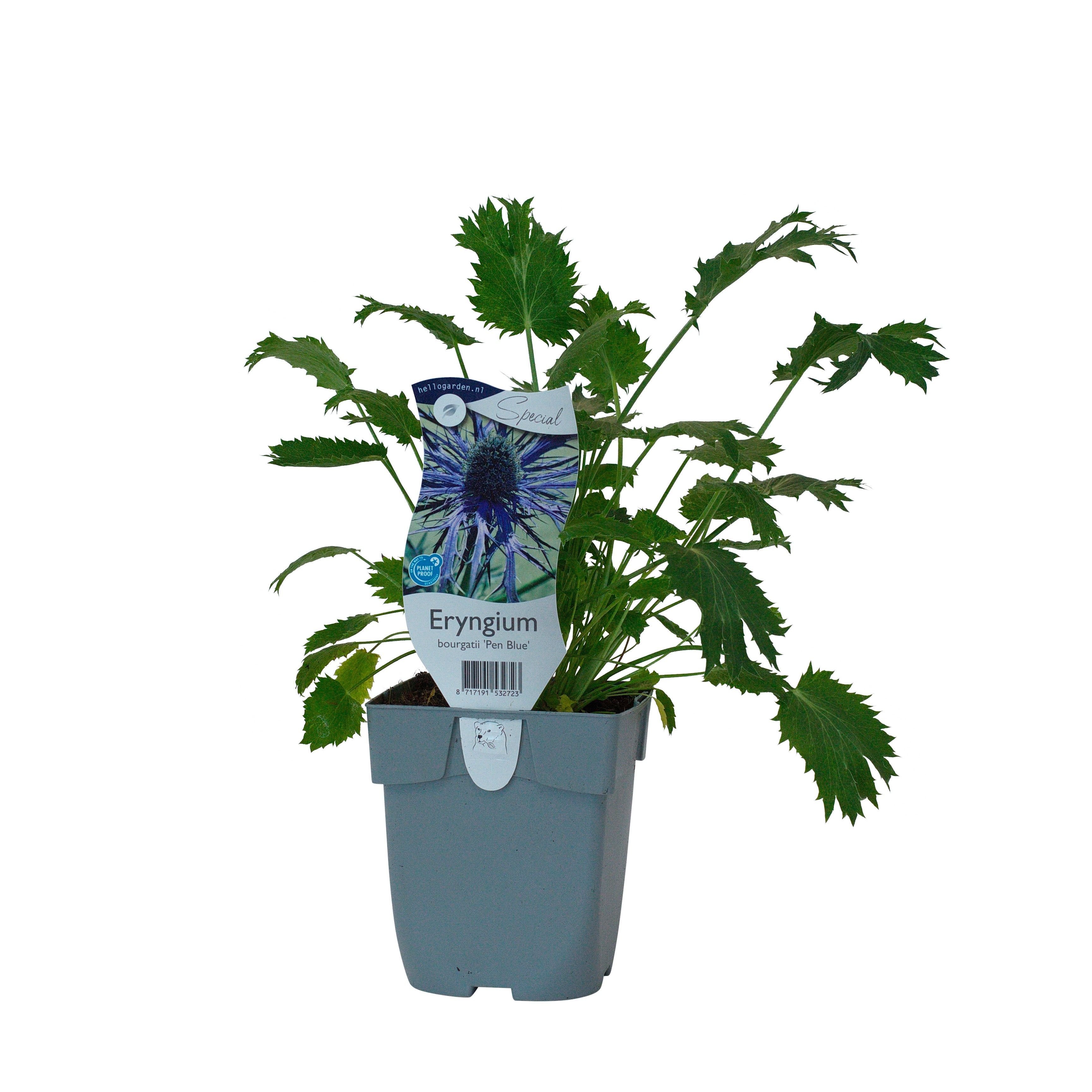 Eryngium bourgatii 'Pen Blue'