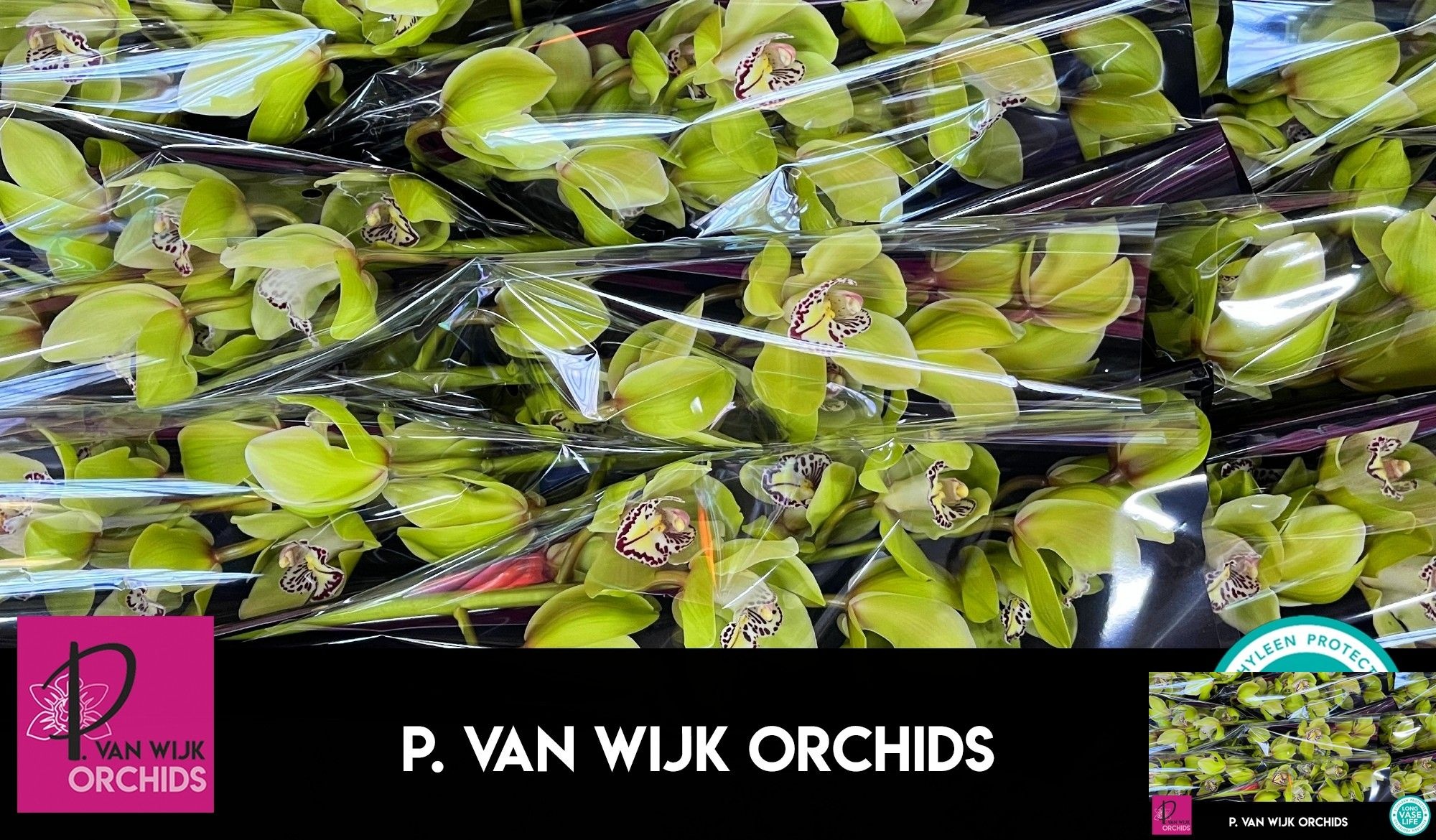Cymbidium Robin Hood 8/11bl